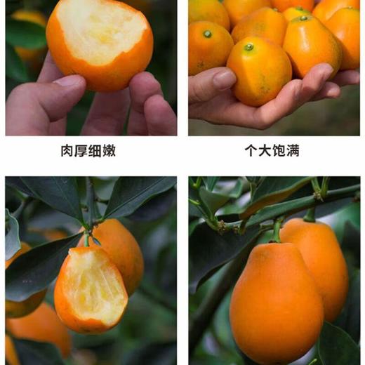 脆蜜金柑 650g/份 商品图2