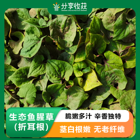 生态鱼腥草 折耳根 | 石嫣农场 * Ecological Houttuynia cordata (Ch 折耳根 er Root)