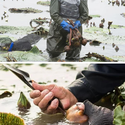 长白山有机芡实 商品图9