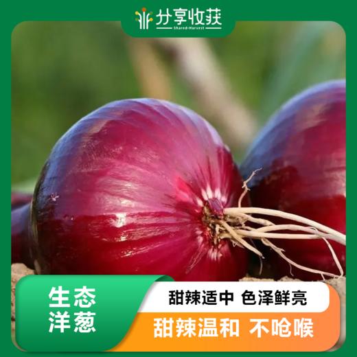 生态洋葱 | 口感独特 | 石嫣农场 Ecological Onion 商品图0