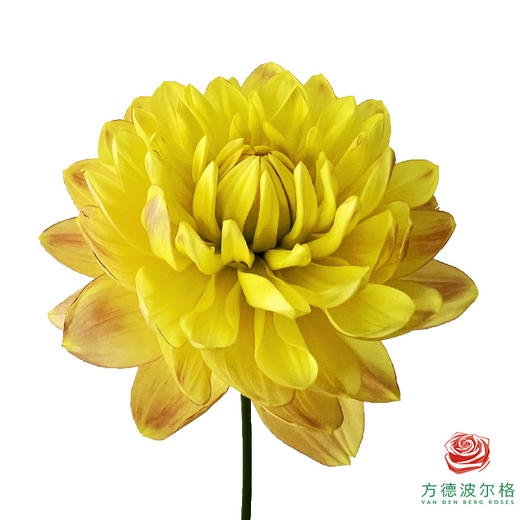 大丽花-宝莲灯 商品图0