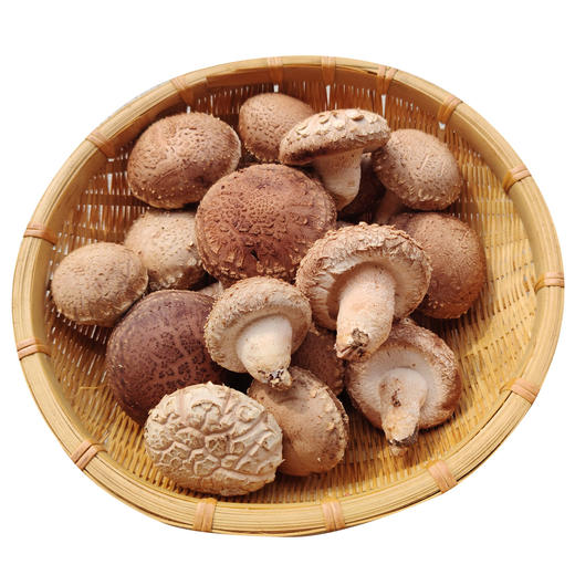 【厂商直发】有机鲜香菇段木香菇1斤/2斤香味浓郁肉质厚实自然鲜美包邮 商品图8