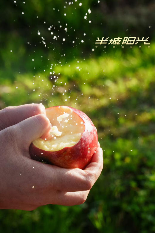 来自半坡阳光的爆蜜苹果，⬆️巨酥脆，汁水丰富💦 ⬆️纯生态种植，在园区附近村民自己在这里放牧，牛粪也是这里的天然养料，3斤/箱 商品图1