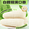农福翁东北黄糯玉米 新季玉米 蒸煮烧烤 新增白甜糯玉米 商品缩略图12