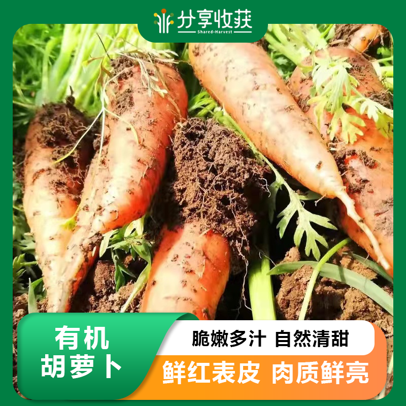 有机胡萝卜 | 脆甜爽口 | 石嫣农场* Organic Carrot