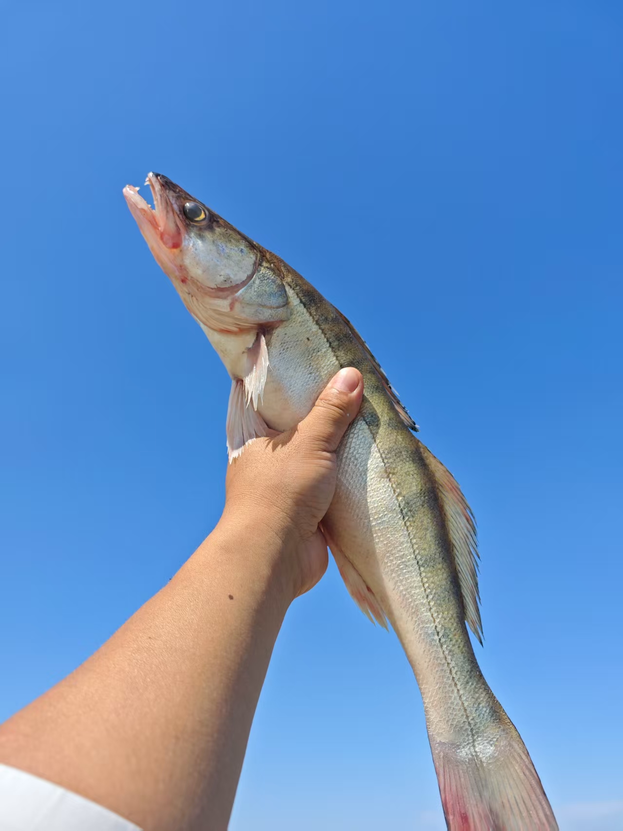 新疆有机富硒雪龙鱼 额尔齐斯河冷水鱼