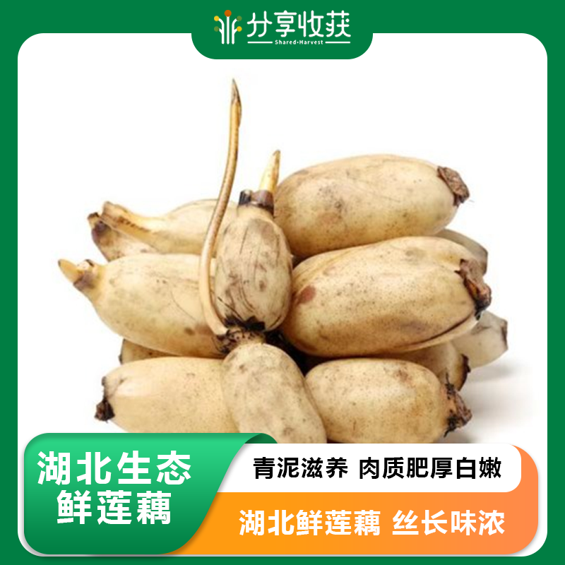 【包邮】湖北生态鲜莲藕  | 周一三五发货 | 基地直发 *Ecological Fresh Lotus Root
