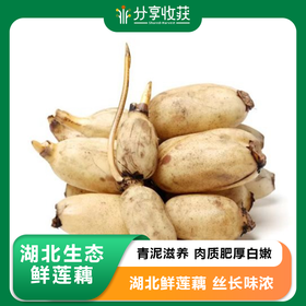 【包邮】湖北生态鲜莲藕  | 周一三五发货 | 基地直发 *Ecological Fresh Lotus Root