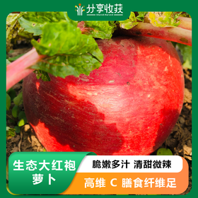生态大红袍萝卜（卞萝卜） | 脆甜微辣 | 石嫣农场 * Dahongpao Red Turnip | Self-Produced