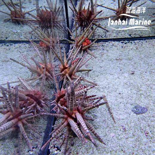 铅笔海胆 商品图7