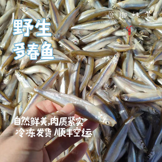 【野生多春鱼/公鱼】密云水库野生鱼（基地直发-顺丰包邮）| 2斤冷冻发货，来自北京密云水库（北京重要饮用水源），生产者：张友【合作生产，公平贸易】 商品图0