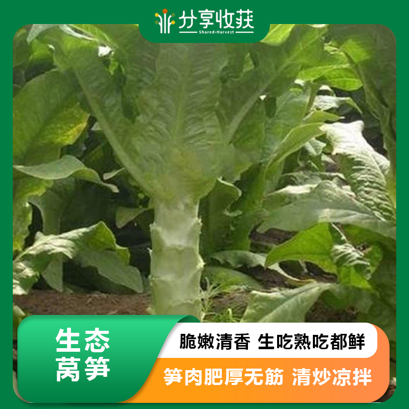 生态莴笋 | 肉质脆嫩 | 石嫣农场 * Eco-friendly Lettuce