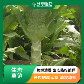 生态莴笋 | 肉质脆嫩 | 石嫣农场 * Eco-friendly Lettuce
