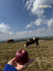 来自半坡阳光的爆蜜苹果，⬆️巨酥脆，汁水丰富💦 ⬆️纯生态种植，在园区附近村民自己在这里放牧，牛粪也是这里的天然养料，3斤/箱 商品缩略图5