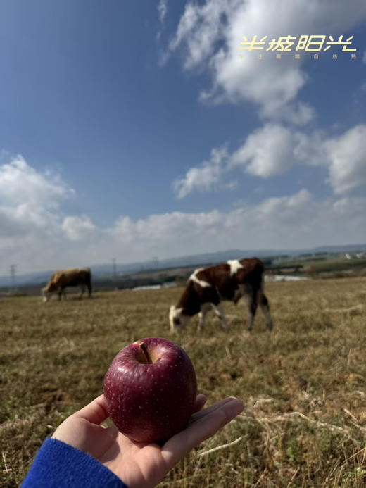 来自半坡阳光的爆蜜苹果，⬆️巨酥脆，汁水丰富💦 ⬆️纯生态种植，在园区附近村民自己在这里放牧，牛粪也是这里的天然养料，3斤/箱 商品图5