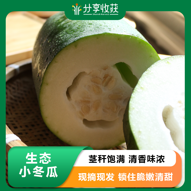 生态小冬瓜 | 肉质洁白 | 石嫣农场 * Eco-friendly Baby Wax Gourd