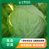 生态甘蓝 | 圆白菜 包心菜 卷心菜  |   口感鲜嫩 | 石嫣农场*Oxheart Cabbage 商品缩略图0