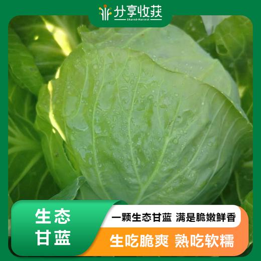 生态甘蓝 | 圆白菜 包心菜 卷心菜  |   口感鲜嫩 | 石嫣农场*Oxheart Cabbage 商品图0