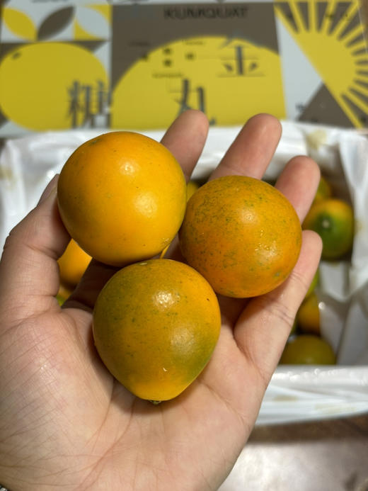 脆蜜金柑 口感超好 表皮脆嫩 果肉嫩甜多汁 鼎鼎好吃～ 商品图0