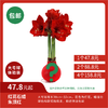超值体验价!大球石蜡朱顶红 红花   昆明发货! 商品缩略图0