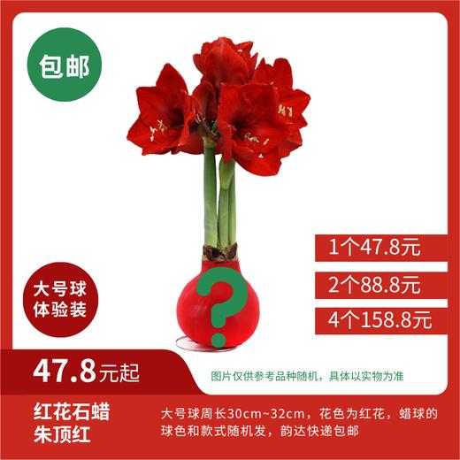 超值体验价!大球石蜡朱顶红 红花   昆明发货! 商品图0