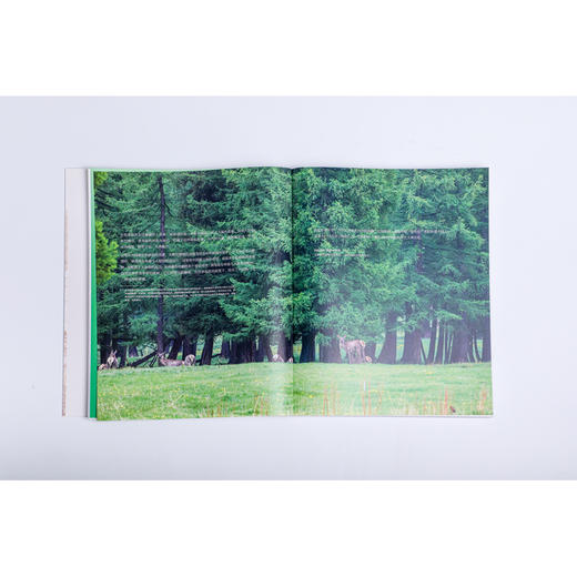 什么是新疆 商品图4