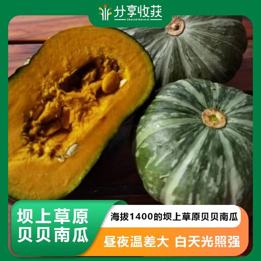 坝上草原生态贝贝南瓜 |  粉糯香甜   | 公平贸易 | *Ecological Beibei Pumpkin 商品图0