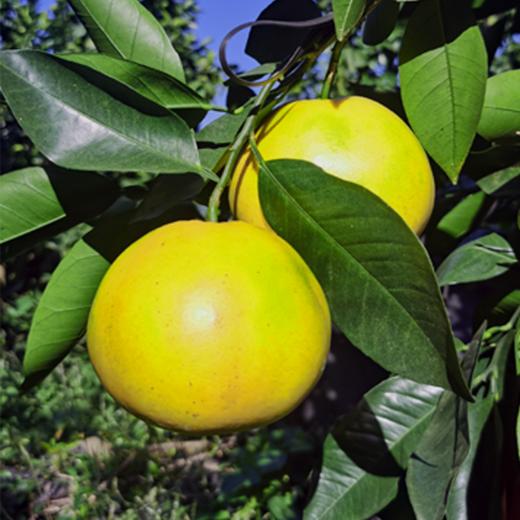 心选丨福建平和爆汁黄金葡萄柚当季新鲜采摘榨汁纯甜 商品图0