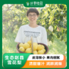 生态赵县雪花梨 | 合作生产 | 基地直发包邮*Ecological snow pear 商品缩略图0