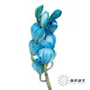 大花蕙兰 | 吸色天空蓝【人工吸色，有色差，慎重下单】 商品缩略图0