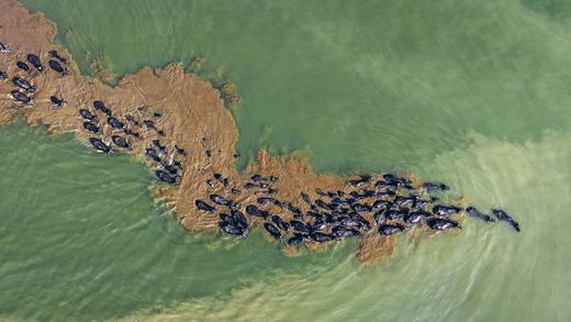 12月19日出发 广东“肯尼亚”水牛大迁徙1天行摄<精品小团> 商品图2