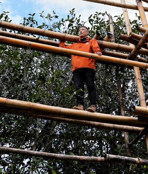 11月18日中午12点【冰岛老寨茶王地】【撞大运】2025年春茶冰岛老寨10号茶农：孔琪广场周边七仙女春茶 500克/份 商品图1