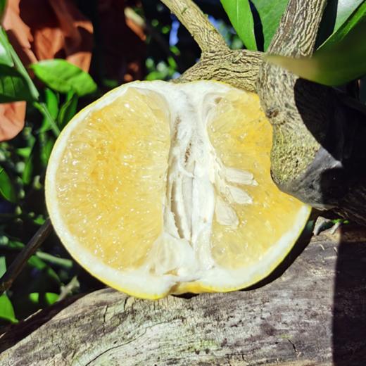 心选丨福建平和爆汁黄金葡萄柚当季新鲜采摘榨汁纯甜 商品图3