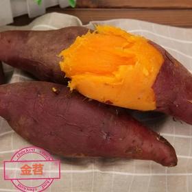 2025年金薯， 烤红薯必备，自然农法紫薯、板栗香薯 || 今年遇极端气候个头偏小，介意者慎拍！永继农场