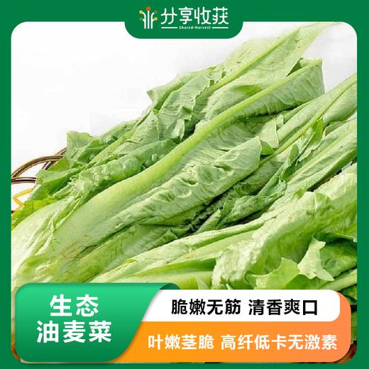 生态油麦菜  |  鲜嫩清香 | 石嫣农场*Leaf lettuce 商品图0