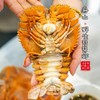 【闹妈海鲜】深海船捕捞琵琶虾九齿扇虾 1斤4-5只左右500g±20g 商品缩略图3