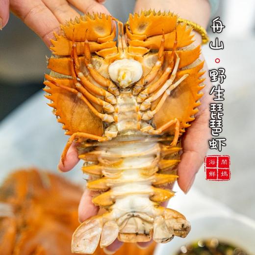 【闹妈海鲜】深海船捕捞琵琶虾九齿扇虾 1斤4-5只左右500g±20g 商品图3