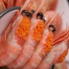 【超模君严选】顺丰直邮（2025年10月新货尝鲜）【丹麦进口北极甜虾】头籽橘头虾 头腹籽混合装礼盒 解冻直接吃 肉质鲜嫩甜 低脂高蛋白 免去虾线 男女老少皆宜（下单72小时内发货） 商品缩略图4