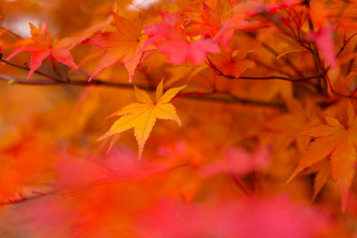 10.24确定出发【秋摄秦巴】红叶大道•光雾山•龙头山•黎坪红叶9天 商品图12