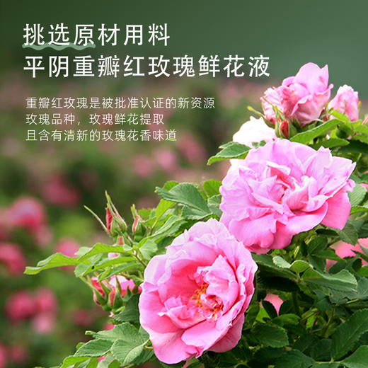 紫金玫瑰精油鲜花补水液200ml 商品图3