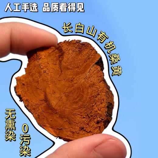 长白山有机桑黄  35克/罐 商品图5