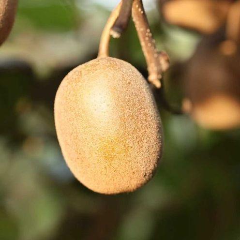 【金秋猕猴桃】应季水果黄心奇异果正宗黄心猕猴桃当季水果 商品图1