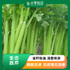 生态西芹  | 口感爽脆 味道鲜美 |石嫣农场 *Celery 商品缩略图0