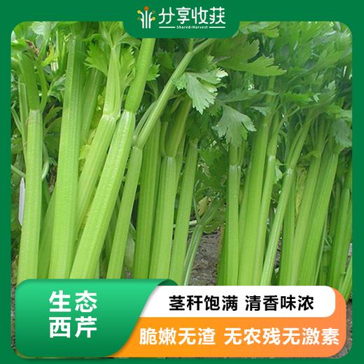 生态西芹  | 口感爽脆 味道鲜美 |石嫣农场 *Celery 商品图0