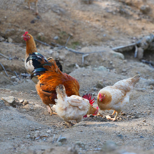 树林散养180天/300天 仙居三黄鸡 有机认证  顺丰冷链 商品图4