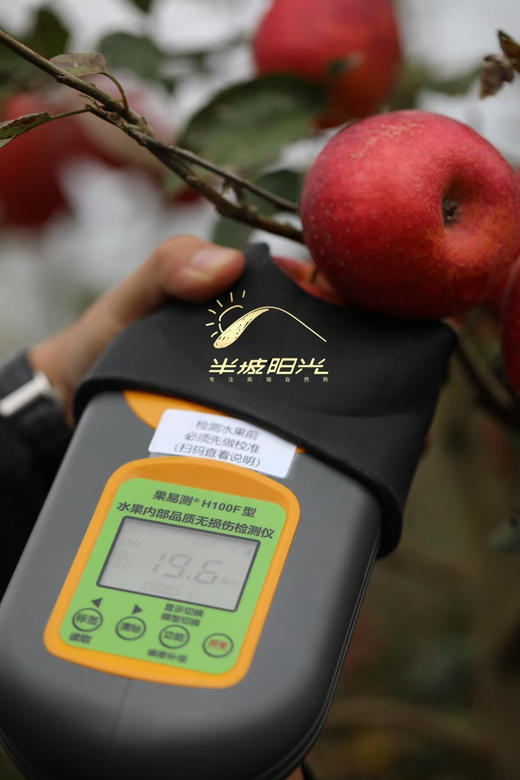 来自半坡阳光的爆蜜苹果，⬆️巨酥脆，汁水丰富💦 ⬆️纯生态种植，在园区附近村民自己在这里放牧，牛粪也是这里的天然养料，3斤/箱 商品图3