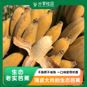 生态老实芭蕉 | 自然成熟 | 合作生产 | 基地直发 包邮 * Eco-friendly Laoshi Plantain