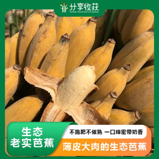 生态老实芭蕉 | 自然成熟 | 合作生产 | 基地直发 包邮 * Eco-friendly Laoshi Plantain 商品图0