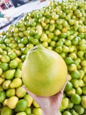 正宗【梅州沙田柚】40年老柚树 · 肉质丰厚 · 甜嫩多汁 · 天然树熟 · 营养健康