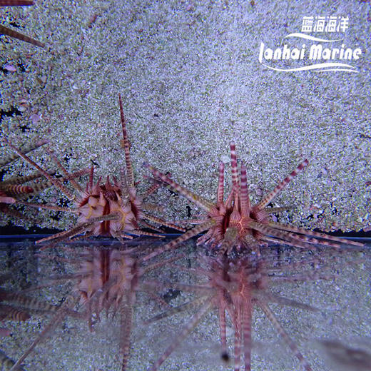 铅笔海胆 商品图6